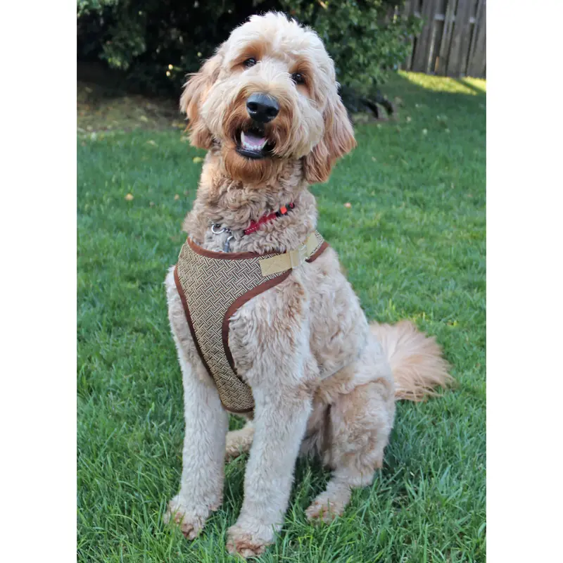 Simplicity Pattern 9664 Dog Harness In Sizes S-M-L And Lead 1